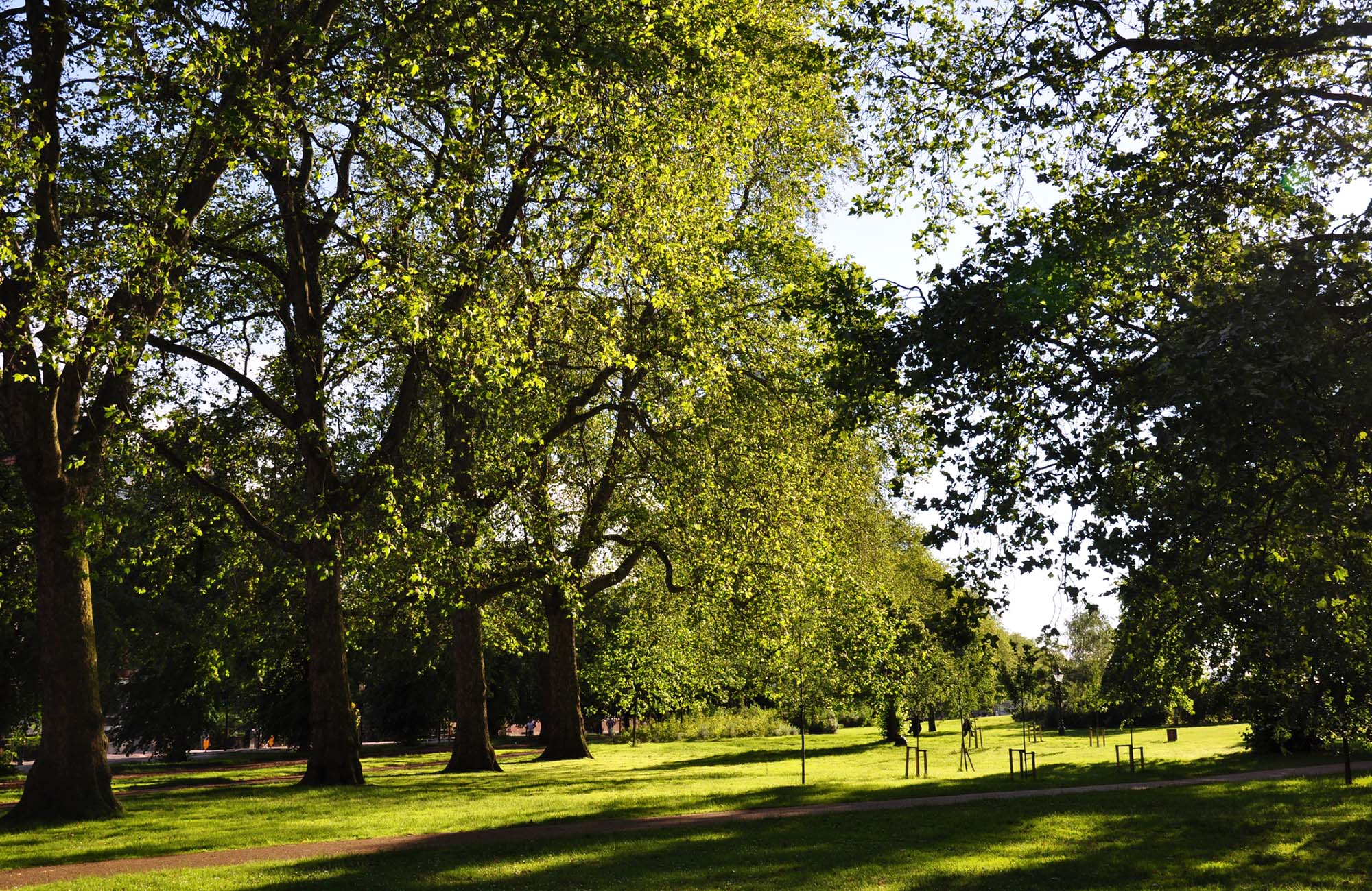 Hyde Park in London, UK. Large Trees and grass.