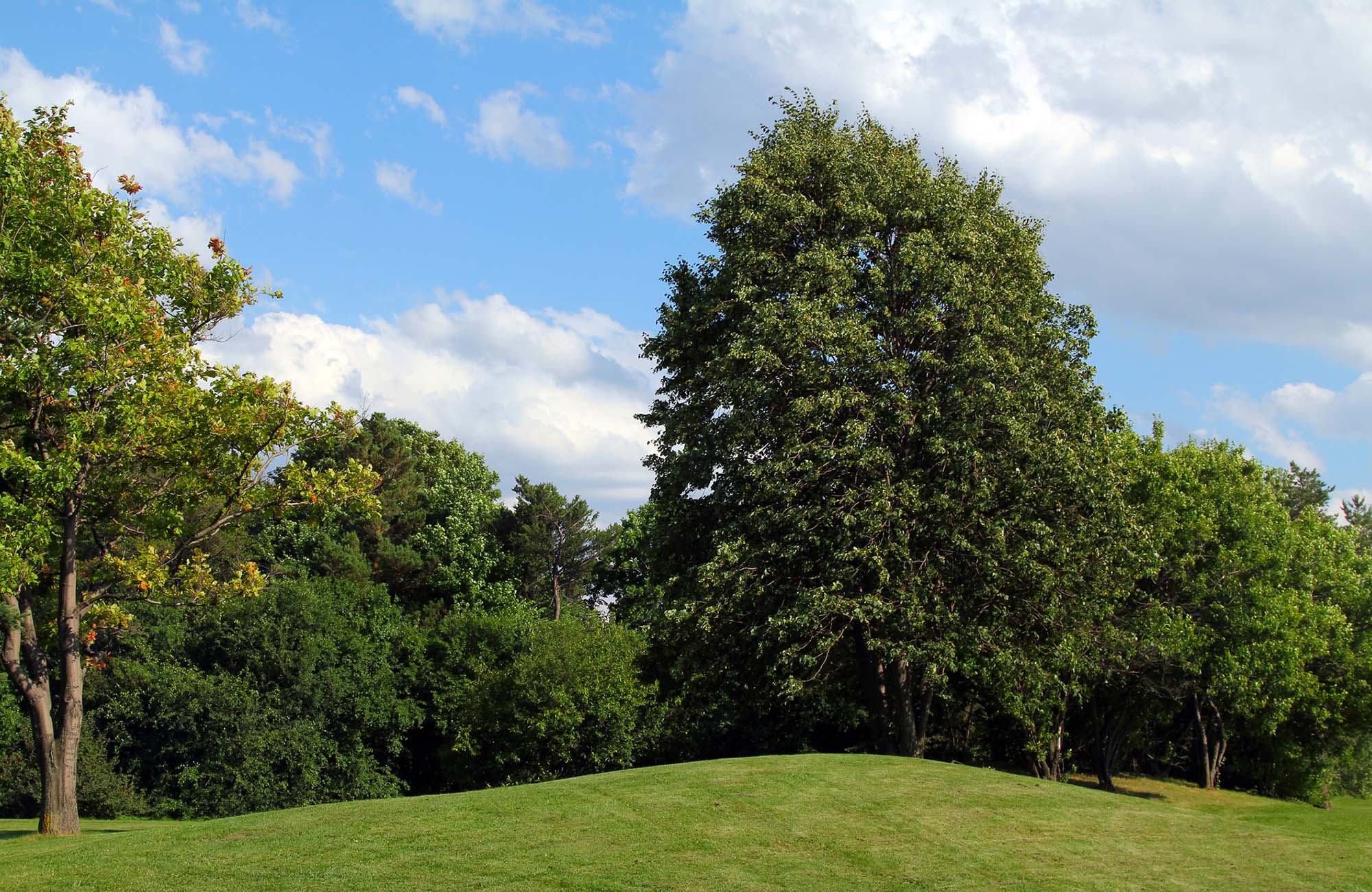 The view of a tree on the blue sky andgreen grass backround