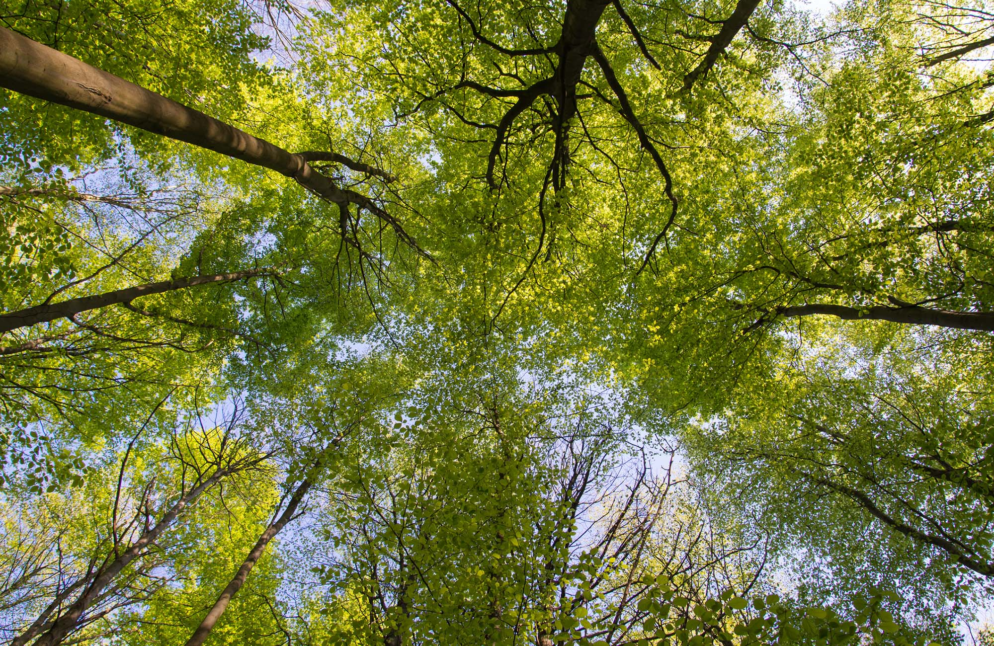 Looking up from the ground into the maple trees.