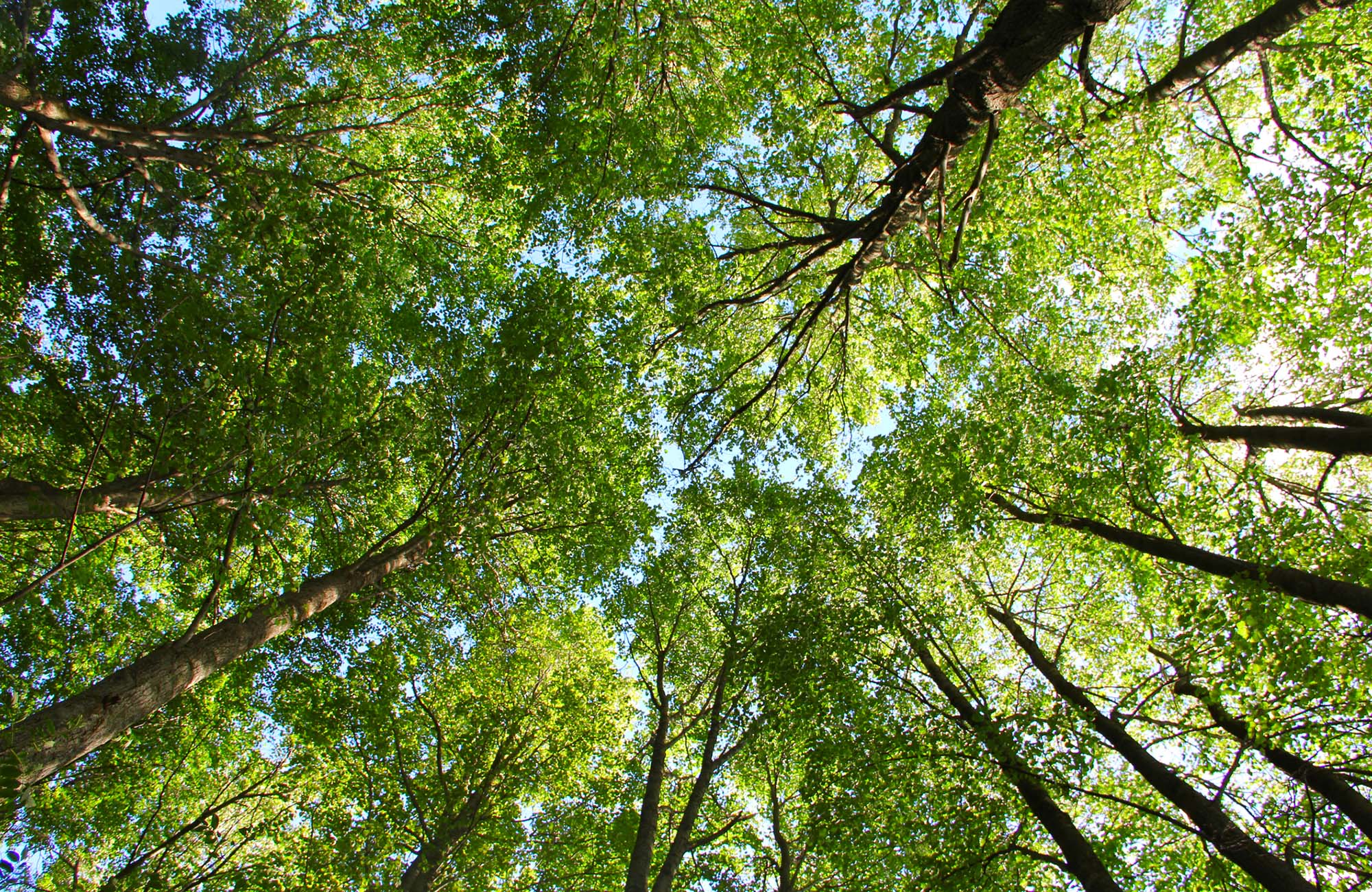 The crones of spring trees photographed from a low point